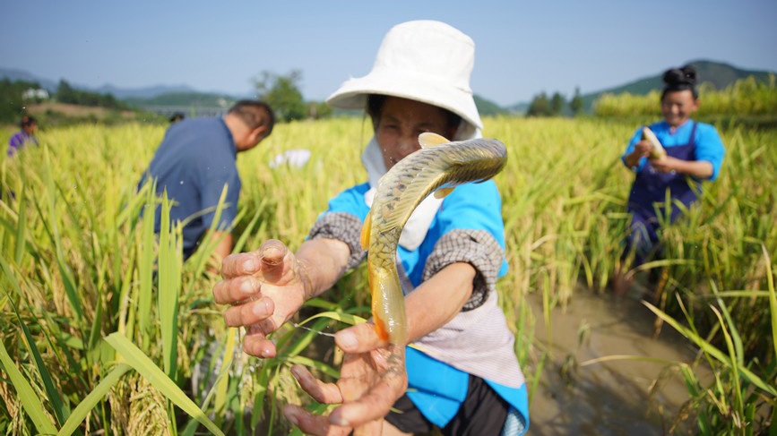 貴州丹寨：稻香魚肥豐收景 鄉(xiāng)村振興展新顏